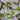 Jungle Birdie Baumwollstoff 112cm Farbe 427 - 50cm