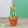 Lav selv/DIY sæt Cacti hækling