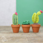 Lav selv/DIY sæt Cacti hækling