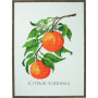 Permin Stickereiset Citrus-senensis 29x39cm